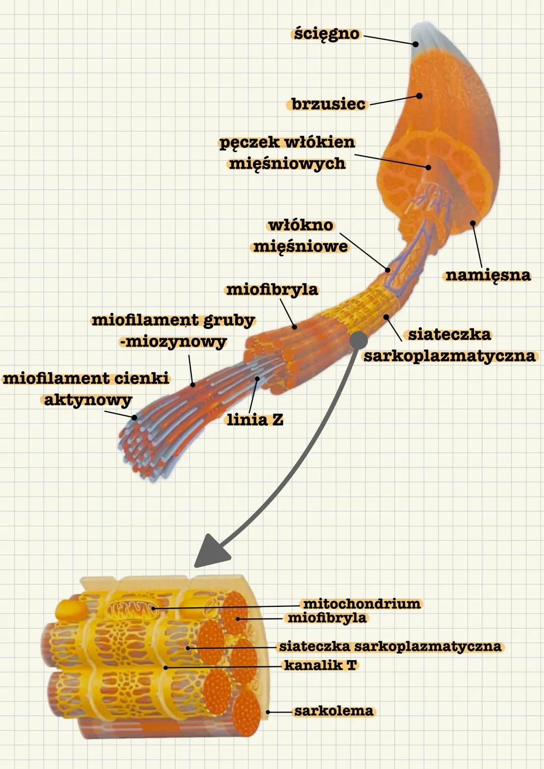 --- OCR Start ---
Układ mięśniowy tworzą wszystkie mięśnie ciała:
• mięśnie szkieletowe - czynna część aparatu ruchu
mięśnie gładkie - wystę