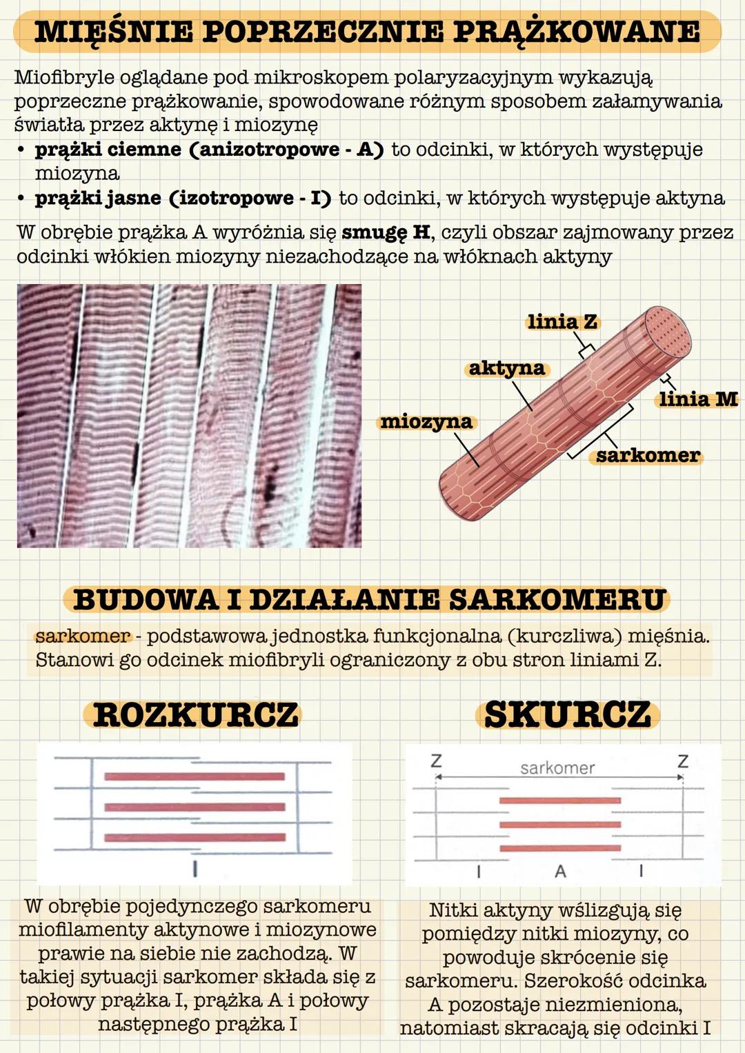 --- OCR Start ---
Układ mięśniowy tworzą wszystkie mięśnie ciała:
• mięśnie szkieletowe - czynna część aparatu ruchu
mięśnie gładkie - wystę