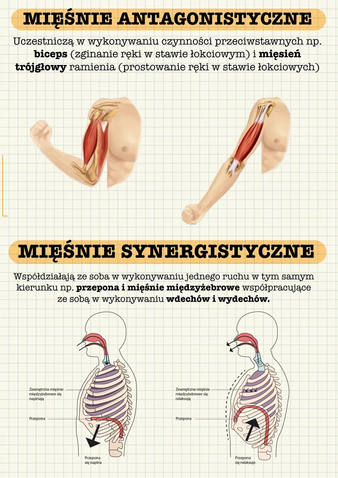 --- OCR Start ---
Układ mięśniowy tworzą wszystkie mięśnie ciała:
• mięśnie szkieletowe - czynna część aparatu ruchu
mięśnie gładkie - wystę