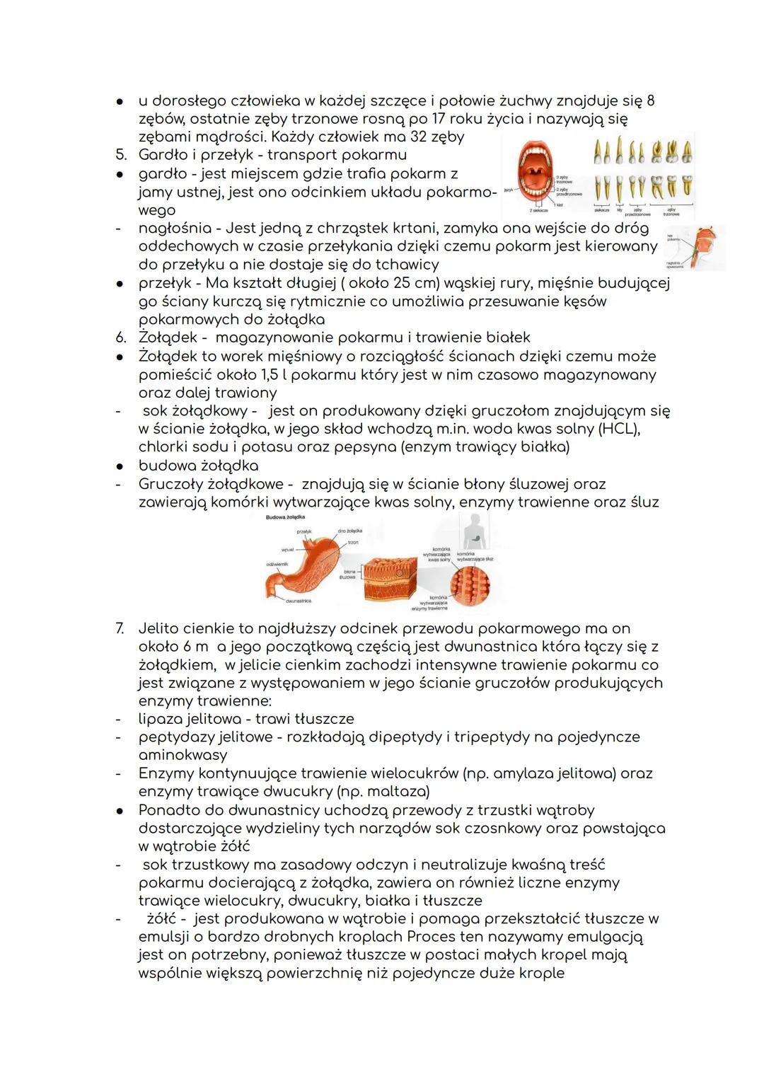 # Biologia dział 4 (tematy 3-6)
Temat: Budowa i funkcje układu pokarmowego.
1. Elementy układu pokarmowego:
- przewód pokarmowy - jest pod