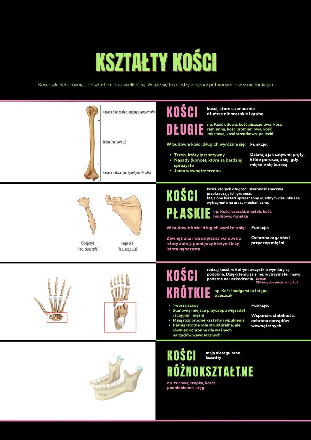 # KSZTAŁTY KOŚCI
Kości szkieletu różnią się kształtem oraz wielkością. Wiąże się to miedzy innymi z pełnionymi przez nie funkcjami.
Nasada
