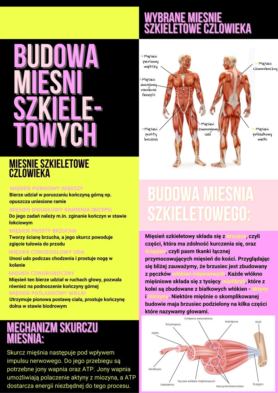 # WYBRANE MIESNIE
SZKIELETOWE CZLOWIEKA
# BUDOWA
MIESNI
SZKIELE-
TOWYCH
## MIESNIE SZKIELETOWE
CZLOWIEKA
MIĘSIEŃ PIERSIOWY WIĘKSZY
Bierze