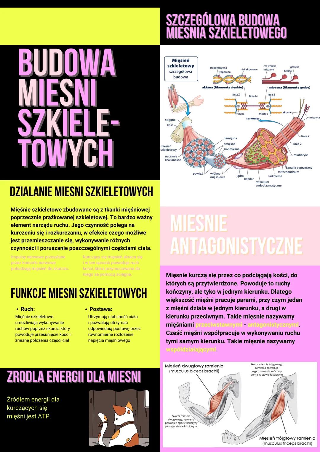 # WYBRANE MIESNIE
SZKIELETOWE CZLOWIEKA
# BUDOWA
MIESNI
SZKIELE-
TOWYCH
## MIESNIE SZKIELETOWE
CZLOWIEKA
MIĘSIEŃ PIERSIOWY WIĘKSZY
Bierze