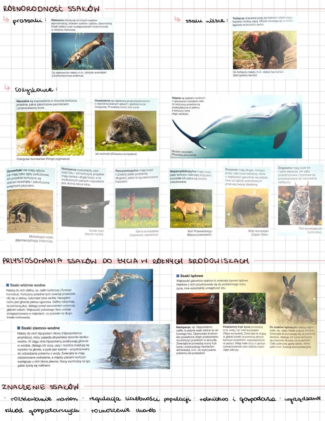 --- OCR Start ---
SSAKI
zwierzęta natociepine; żyją na wmystkich kontynentach, w środowiskee wodnym i lądowym;
wich wele wyróinia ne głowę,