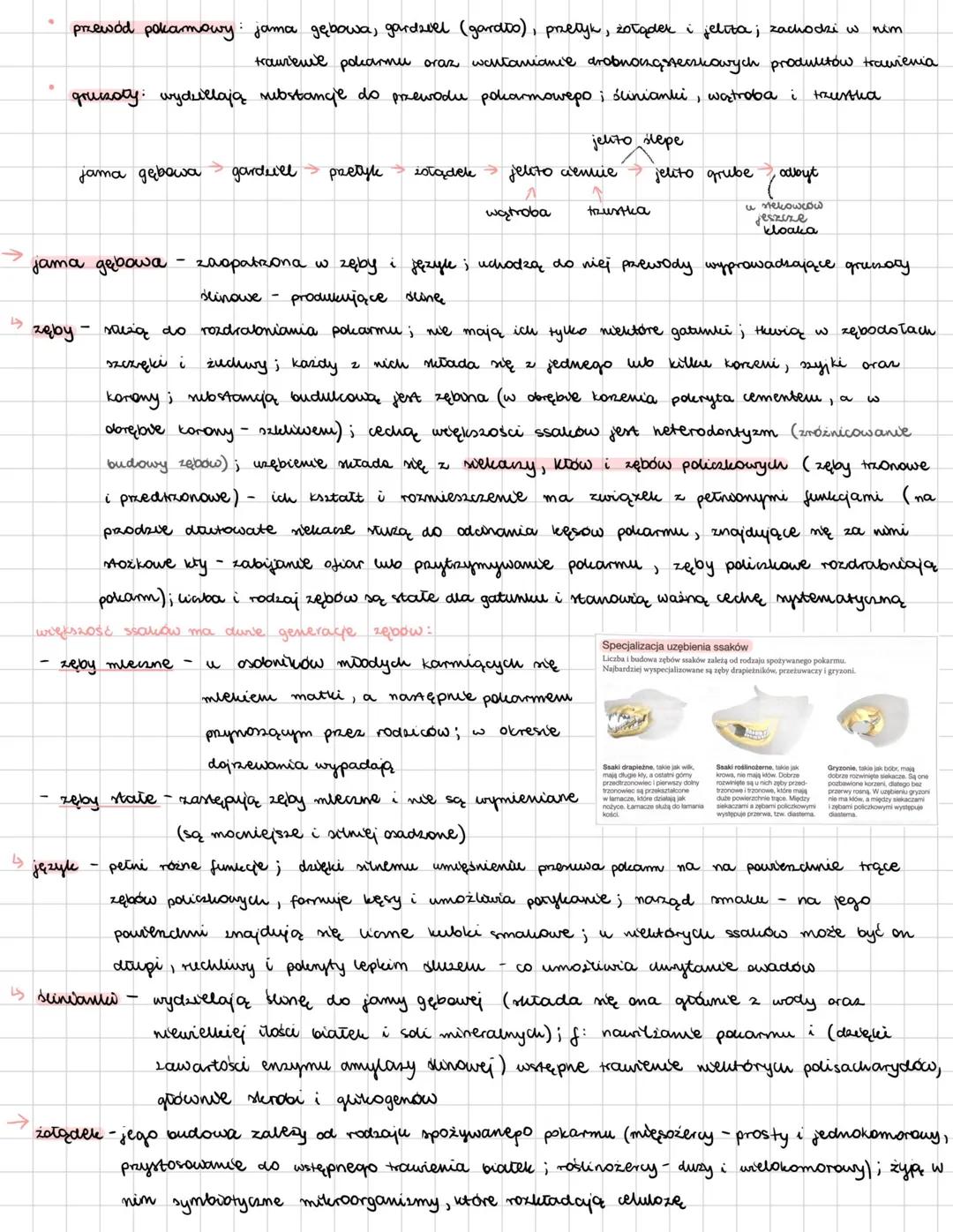 --- OCR Start ---
SSAKI
zwierzęta natociepine; żyją na wmystkich kontynentach, w środowiskee wodnym i lądowym;
wich wele wyróinia ne głowę,