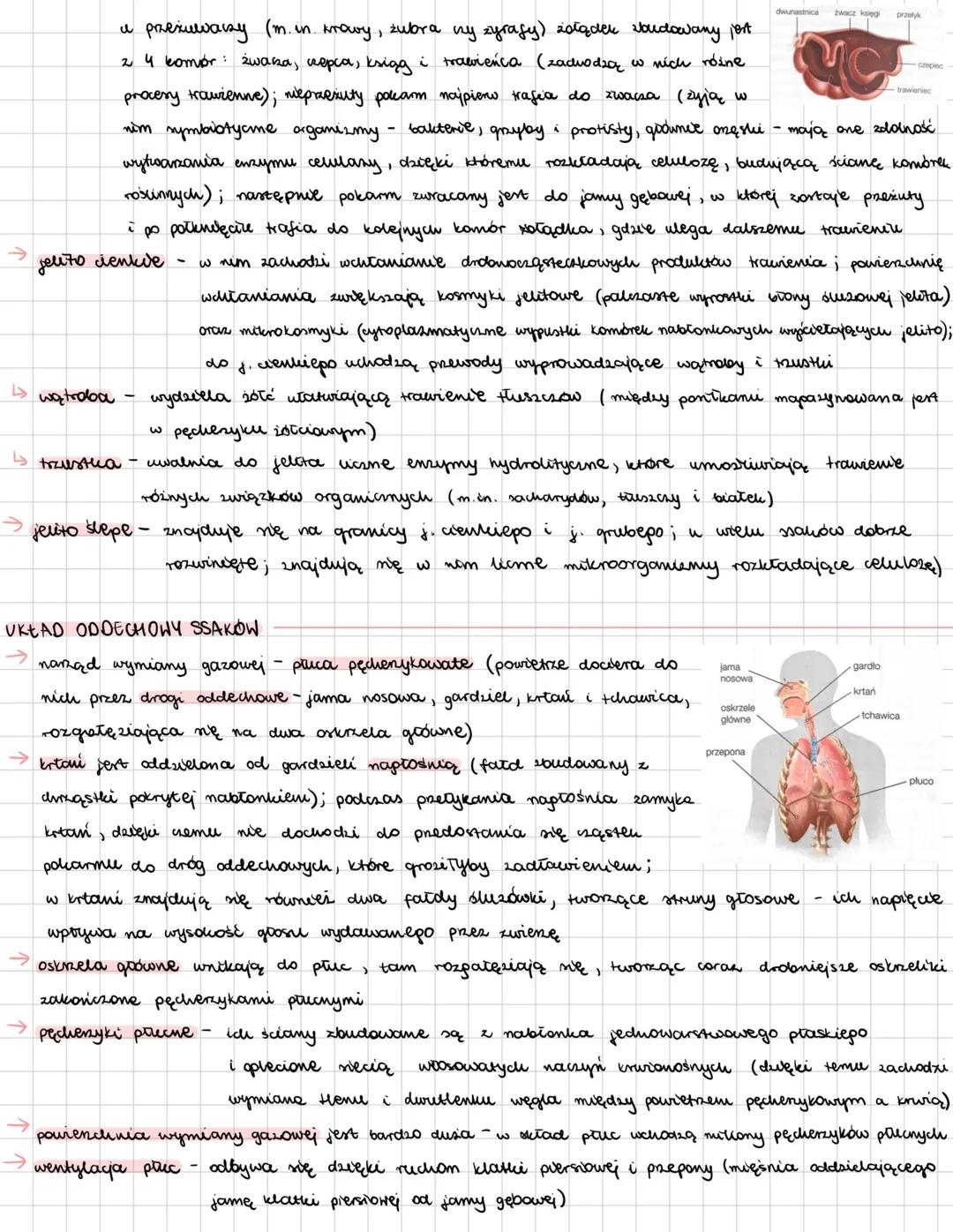 --- OCR Start ---
SSAKI
zwierzęta natociepine; żyją na wmystkich kontynentach, w środowiskee wodnym i lądowym;
wich wele wyróinia ne głowę,