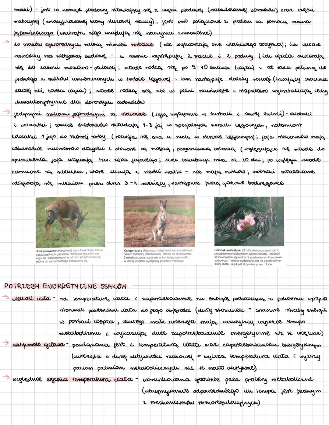 --- OCR Start ---
SSAKI
zwierzęta natociepine; żyją na wmystkich kontynentach, w środowiskee wodnym i lądowym;
wich wele wyróinia ne głowę,