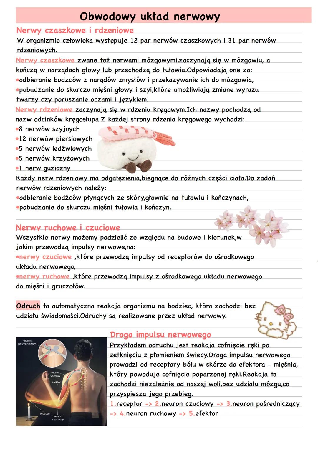 # Obwodowy układ nerwowy
Nerwy czaszkowe i rdzeniowe
W organizmie człowieka występuje 12 par nerwów czaszkowych i 31 par nerwów
rdzeniowyc