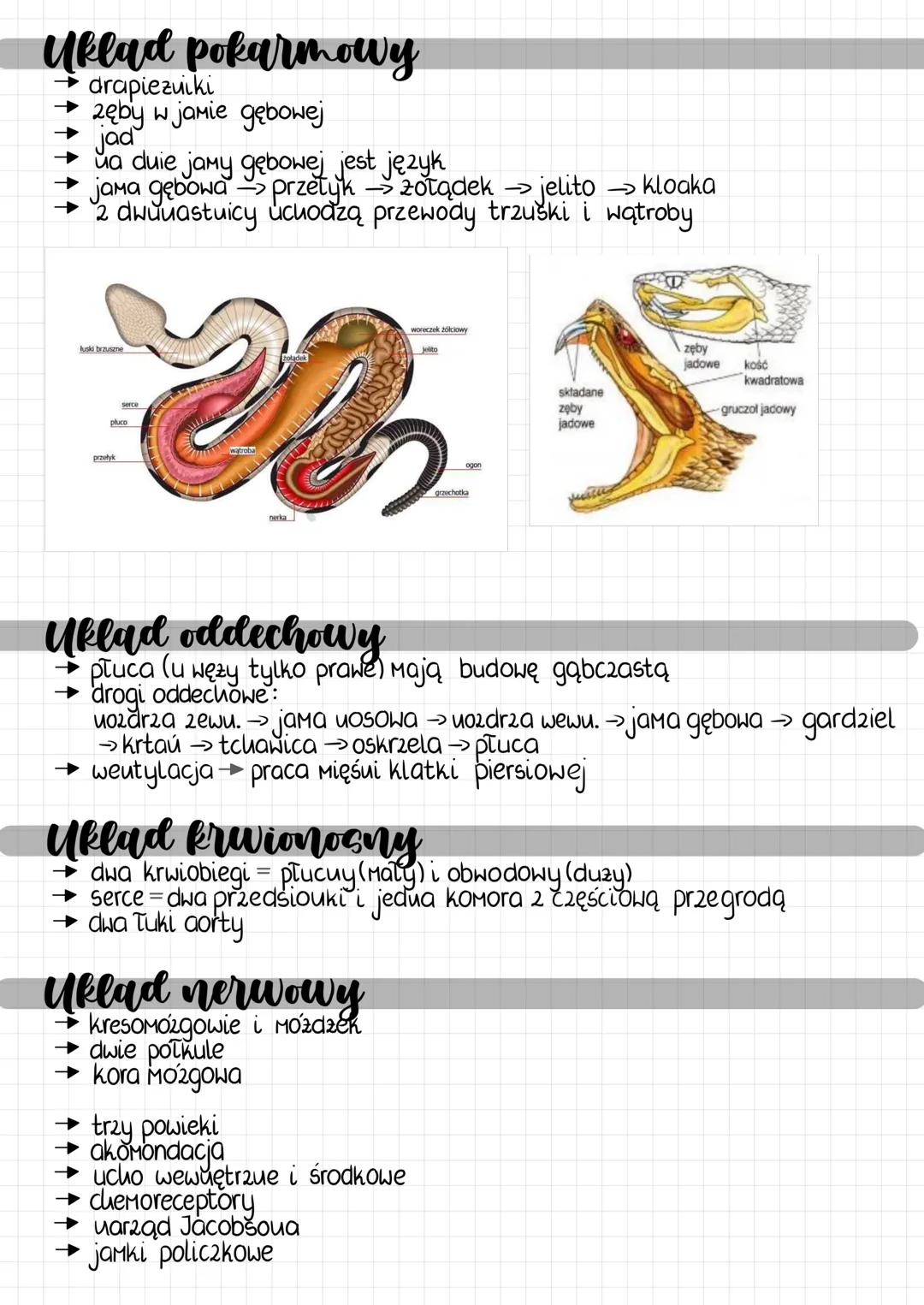 --- OCR Start ---
gady
charakterystyka
→ zmiennocieple
→ pelne przystosowanie do lądu
→ wtoruie wodne lub lądowo-wodne
→ liberują
→ ż0twie,