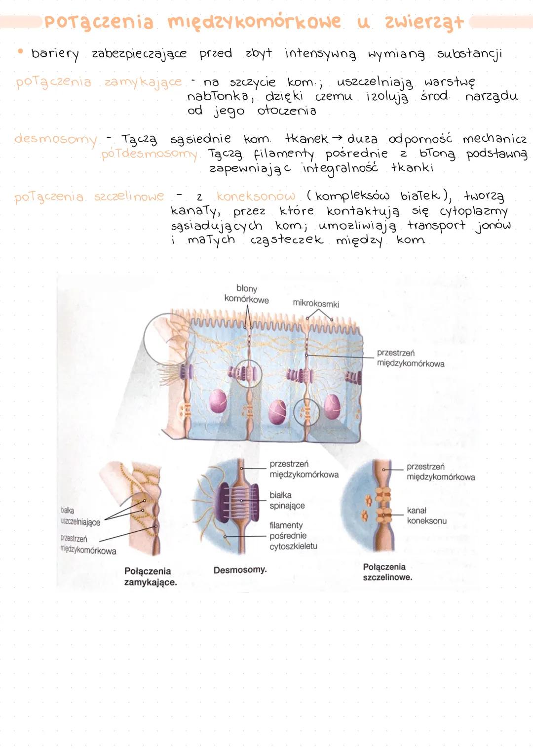 # TKANKA
# NABŁONKOWA
| Rodzaj tkanki | Pochodzenie tkanki |
| ------------- | ------------- |
| nabłonkowa | ektoderma, mezoderma, endode