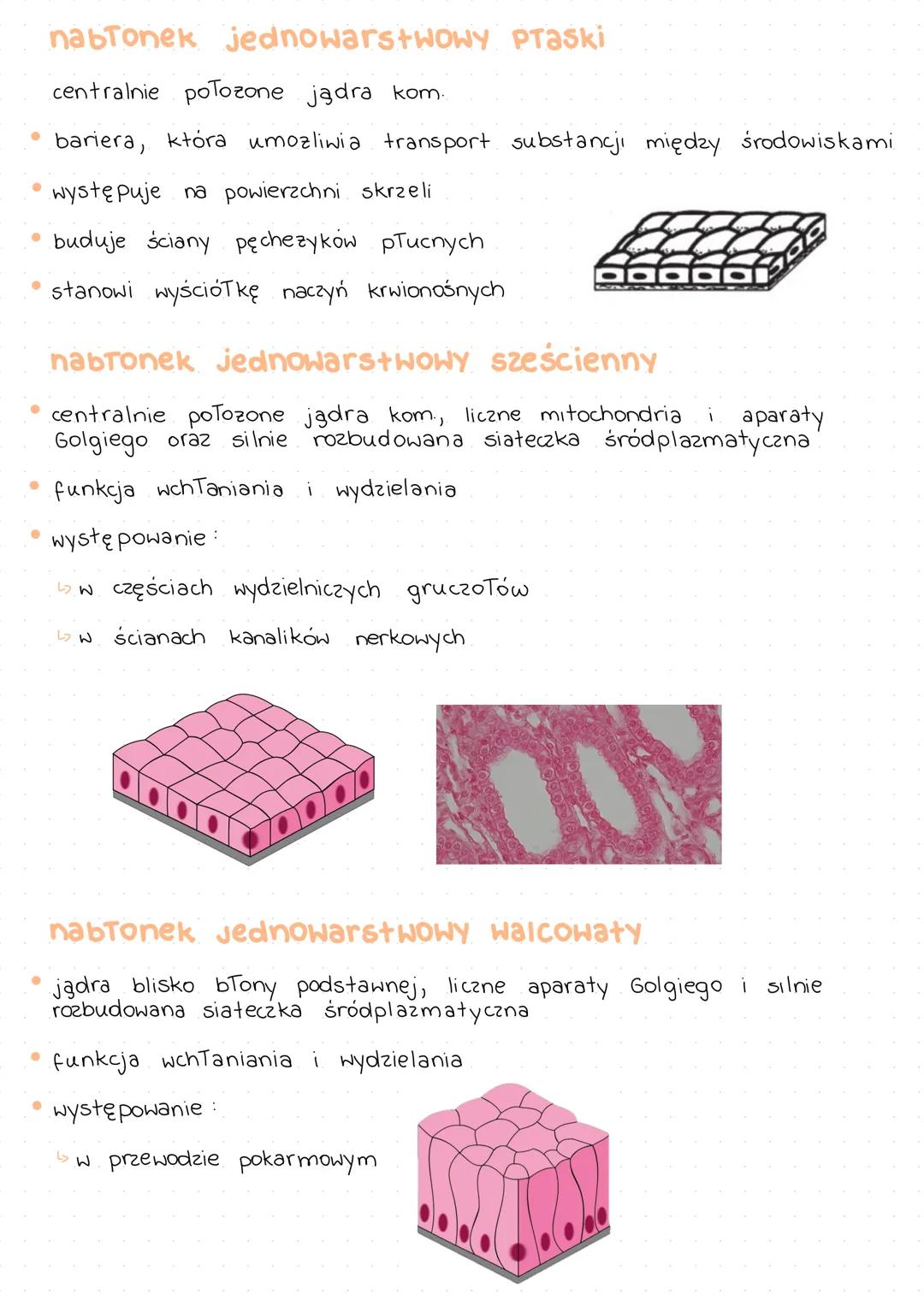 # TKANKA
# NABŁONKOWA
| Rodzaj tkanki | Pochodzenie tkanki |
| ------------- | ------------- |
| nabłonkowa | ektoderma, mezoderma, endode