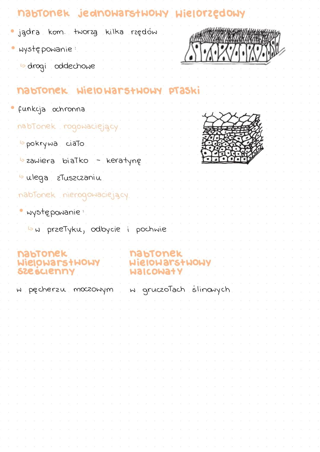 # TKANKA
# NABŁONKOWA
| Rodzaj tkanki | Pochodzenie tkanki |
| ------------- | ------------- |
| nabłonkowa | ektoderma, mezoderma, endode