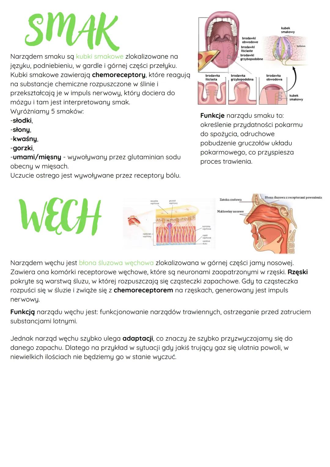 --- OCR Start ---
OKO
Oko jest narządem wzroku, umożliwia
widzenie barw i wyraźne widzenie
obiektów znajdujących się na różnej
odległości od