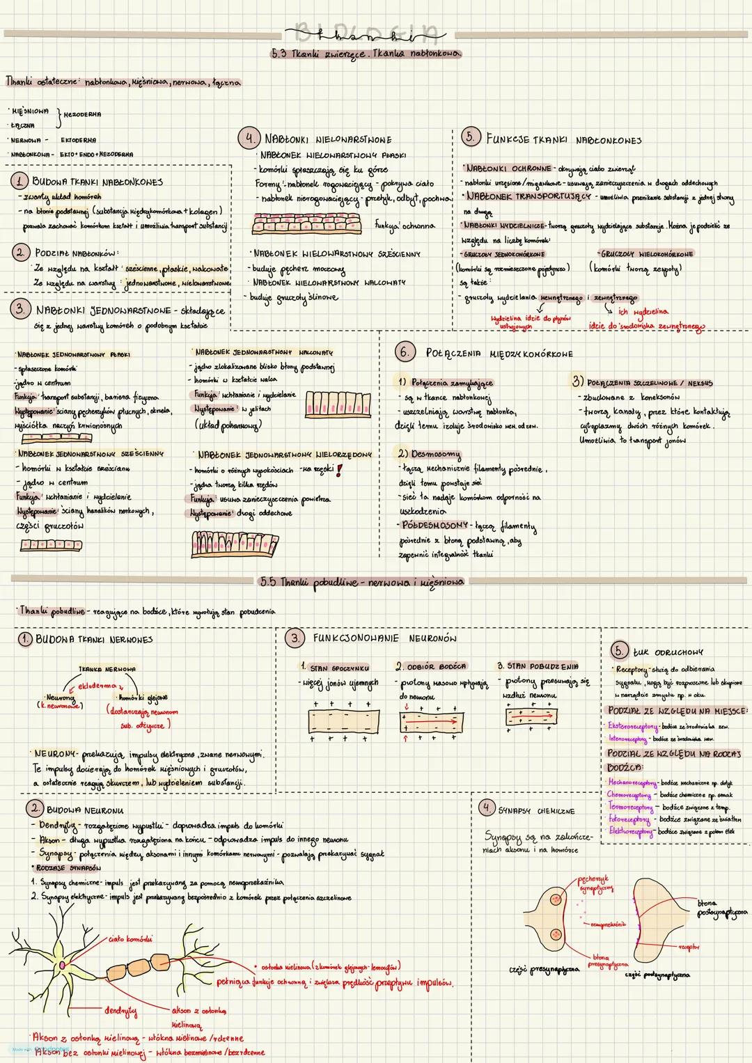 Tinanki ostateczne nabłonkowa, Mięśniowa, nerwowa, łączna
MIESNIONA NERODERMA
5.3 Tkanki zwierzęce. Tkanka nabłonkowa
ENDO NEZODERMA
BUD