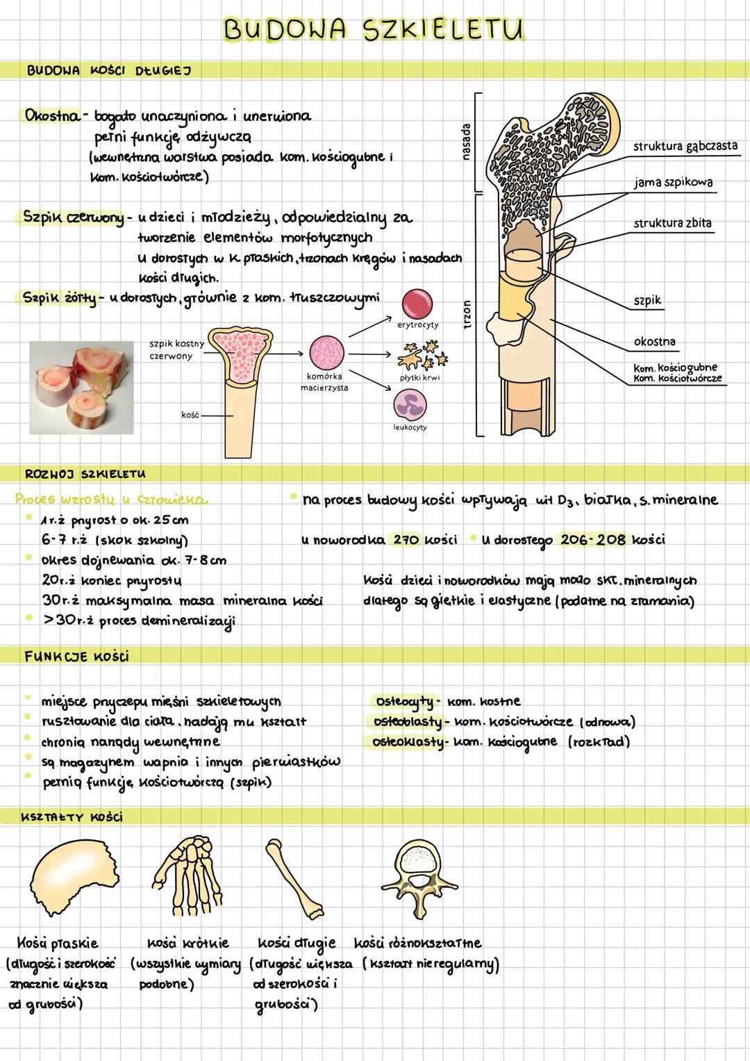 # BUDOWA SZKIELETU
# BUDOWA KOŚCI DŁUGIEJ
* Okostna bogato unaczyniona i uneruiona
peīni funkcję odżywczą
(wewnetrina warstwa po