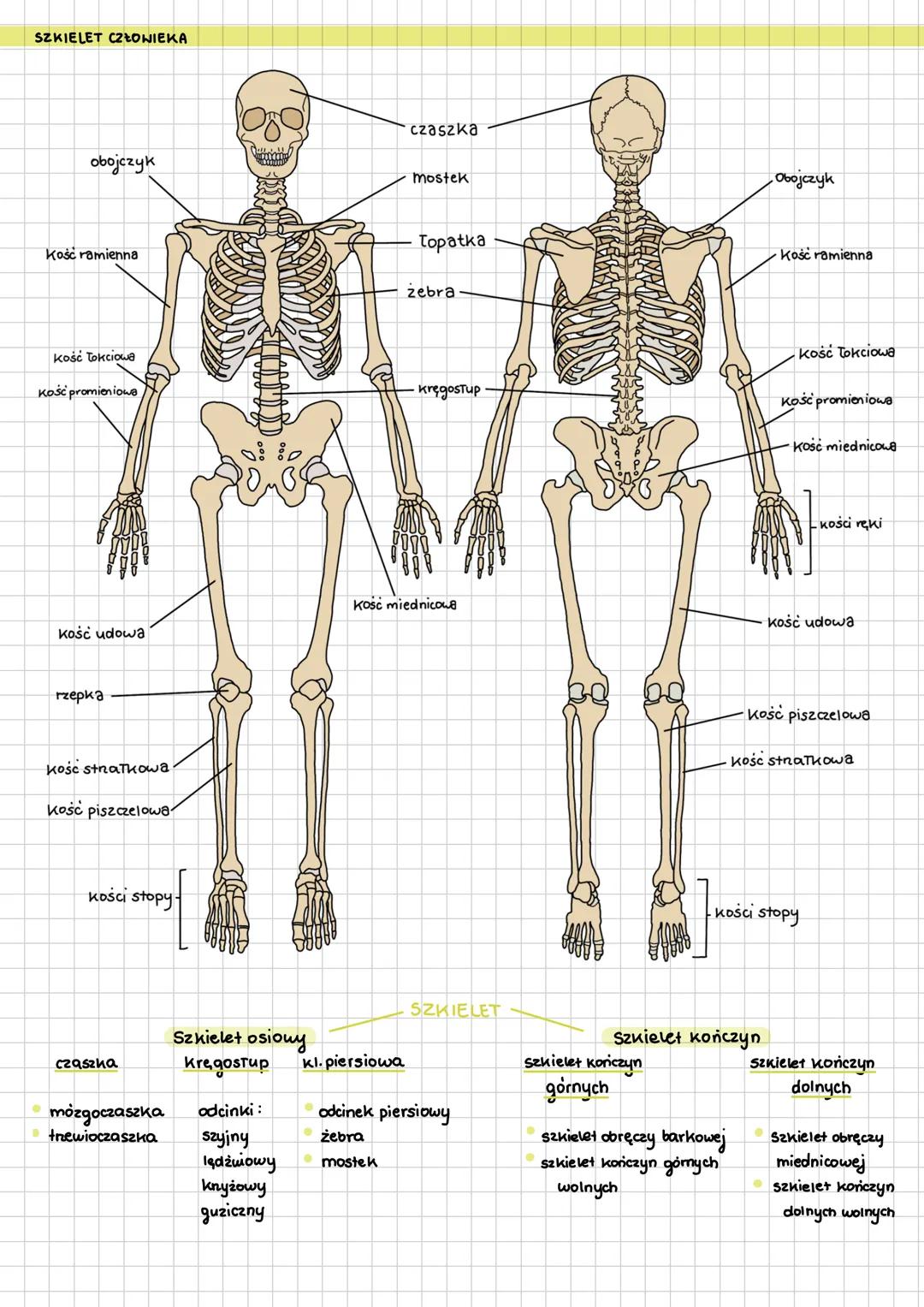 # BUDOWA SZKIELETU
# BUDOWA KOŚCI DŁUGIEJ
* Okostna bogato unaczyniona i uneruiona
peīni funkcję odżywczą
(wewnetrina warstwa po