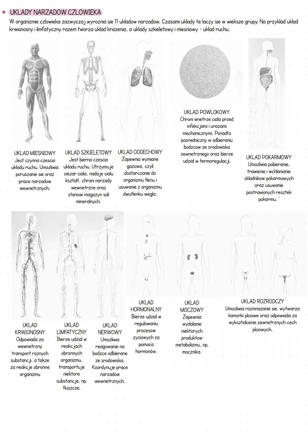 --- OCR Start ---
Miejsce ozlowieku w systemie klasyfikacji organizmow
• WPROWADZENIE
Czlowiek rozumny (Homo Sapiens) nalezy do krolestwa zw