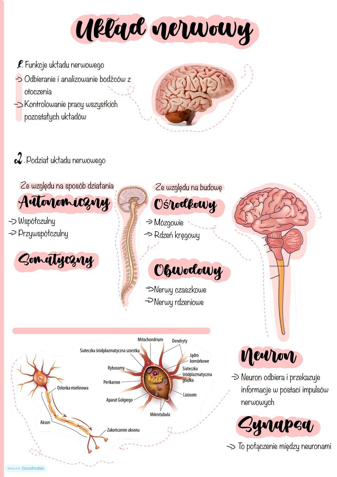 Uklad nerwowy
L. Funkcje układu nerwowego
→Odbieranie i analizowanie bodźców z
otoczenia
→Kontrolowanie pracy wszystkich
pozostałych układów
