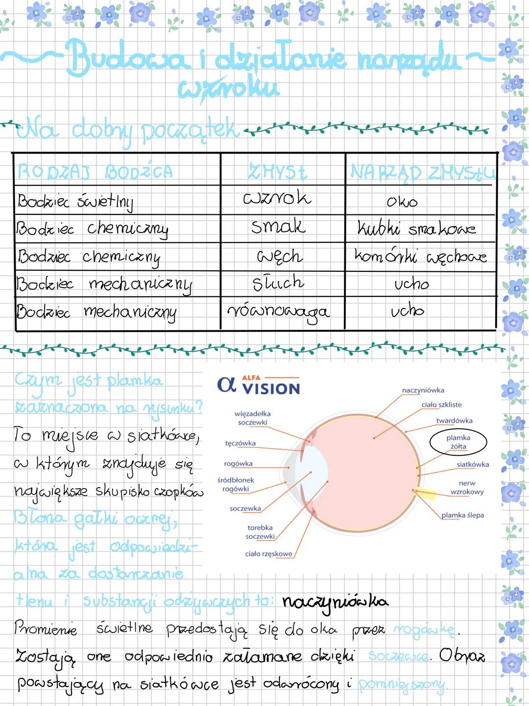 --- OCR Start ---
~Budowa i działanie narządu
wxroku
Na dobny początτερες
RODZAJ BODZCA
ZHYSŁ
NARZAD ZMYStu
Bodziec świetiny
wzrok
Oko
Bodzi