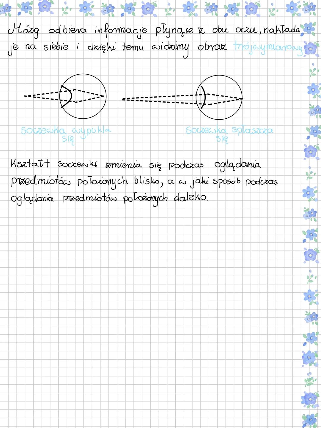 --- OCR Start ---
~Budowa i działanie narządu
wxroku
Na dobny początτερες
RODZAJ BODZCA
ZHYSŁ
NARZAD ZMYStu
Bodziec świetiny
wzrok
Oko
Bodzi