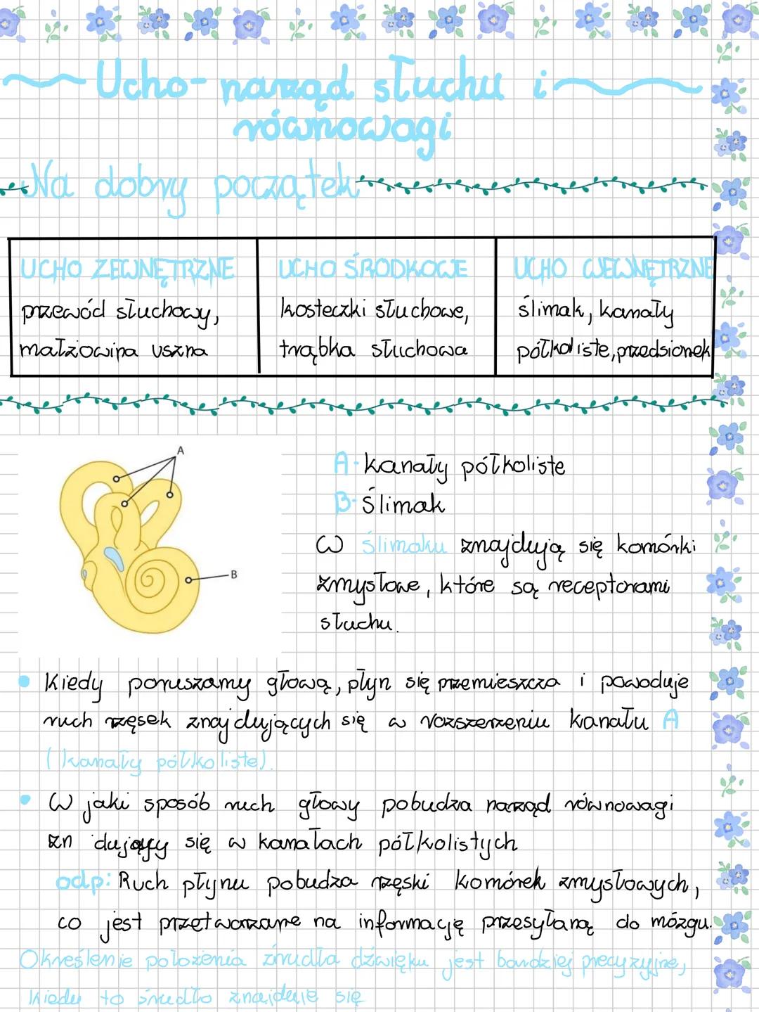 --- OCR Start ---
~Budowa i działanie narządu
wxroku
Na dobny początτερες
RODZAJ BODZCA
ZHYSŁ
NARZAD ZMYStu
Bodziec świetiny
wzrok
Oko
Bodzi