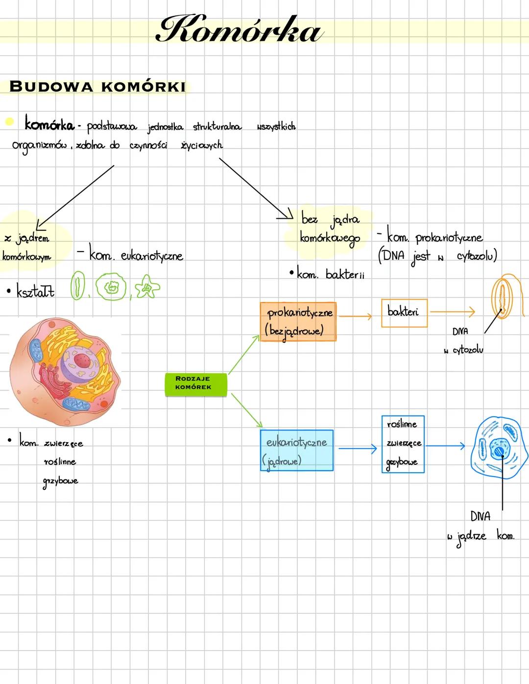 Komórka
BUDOWA KOMÓRKI
komórka - podstawowa jednostka strukturalna wszystkich
organizmów, zdolna do czynności życiowych
x jądrem
komórkowym