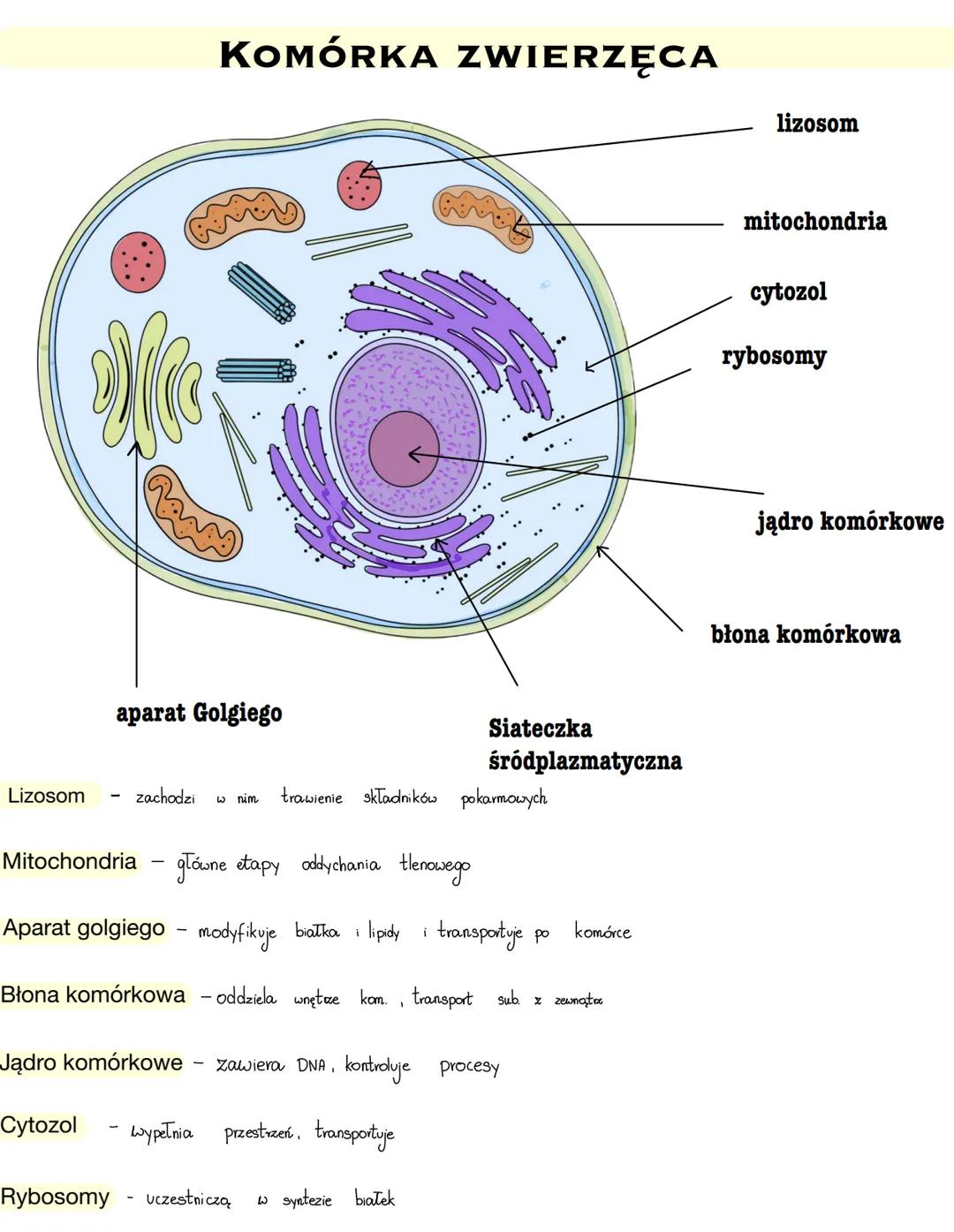 Komórka
BUDOWA KOMÓRKI
komórka - podstawowa jednostka strukturalna wszystkich
organizmów, zdolna do czynności życiowych
x jądrem
komórkowym