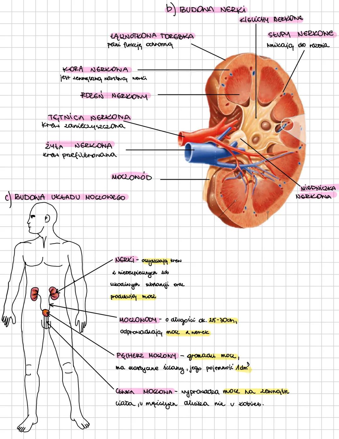 ## OSMOREGULACJA I WYDALANIE
1. **HOMEOSTAZA WODNO - ELEKTROLITOWA:**
- bilans wodny
- utrzymywanie stałego stężenia elektrolitów
- równowa