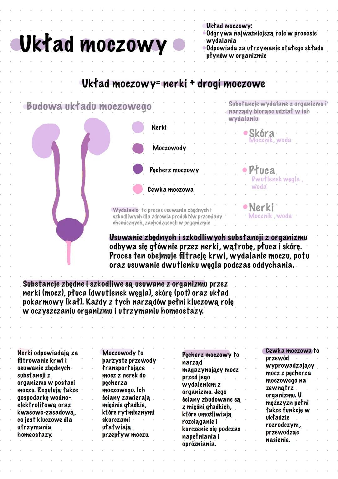 Układ moczowy
Układ moczowy:
•Odgrywa najważniejszą role w procesie
wydalania
•Odpowiada za utrzymanie stałego składu
płynów w organizmie
Uk