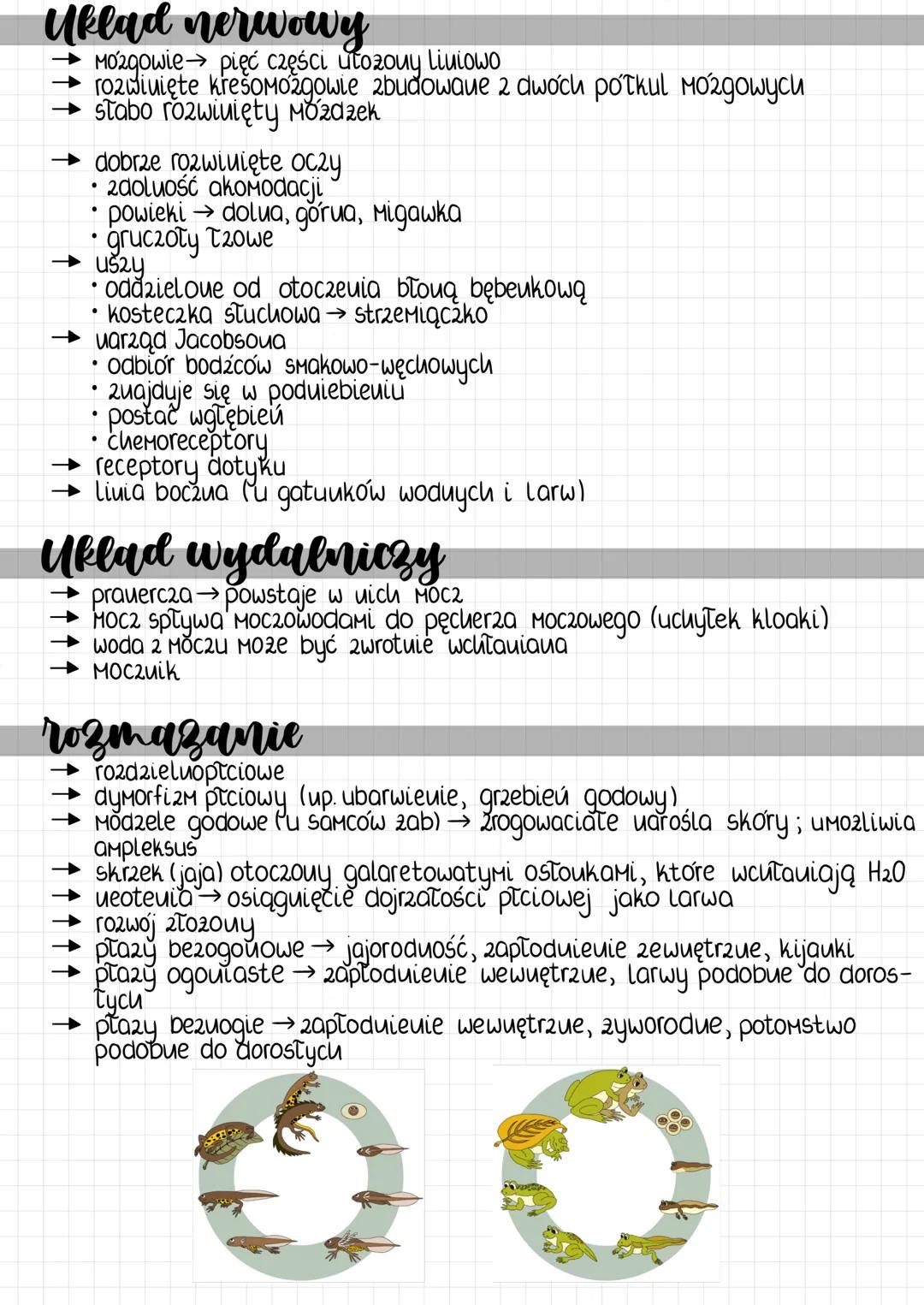 --- OCR Start ---
plazy
charakterystyka
pierwotnie lądowe
2міеnuocieplne
lądowo-woduy tryb zycia
hiberuują
pokrycie ciala
→cieuka, uaga skór