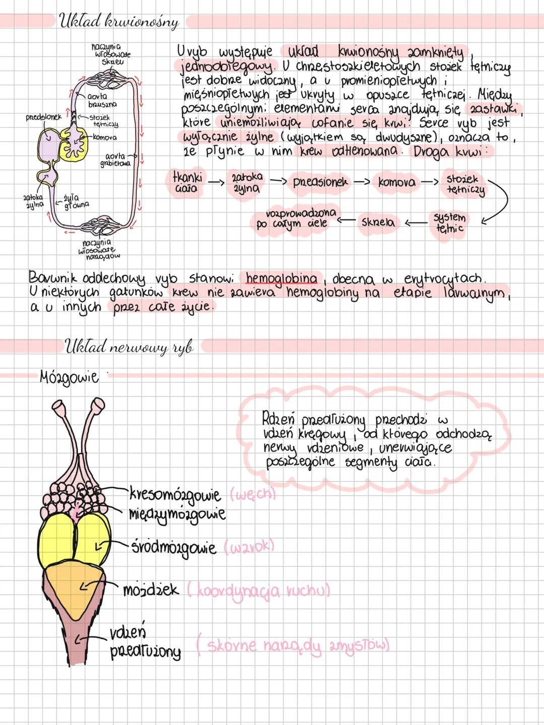 Ryby
Ryby są kręgowcami pierwotnie wodnymi. Zasiedlają wody słodkie oraz słone.
Są gatunki ryb, które potrafią przez pewien czas przebywać p