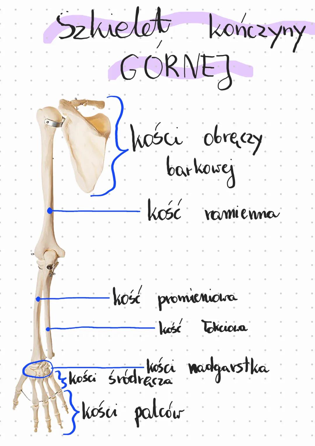 Szkielet kończyny
GORNEJ
Chości obręczy
barkowej
kość ramienna
kość promieniowa
kość łokciowa
kości śródręcza kości nadgarstka
kości palców