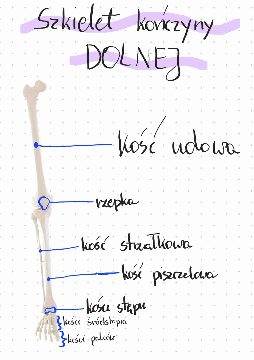 Szkielet kończyny
GORNEJ
Chości obręczy
barkowej
kość ramienna
kość promieniowa
kość łokciowa
kości śródręcza kości nadgarstka
kości palców