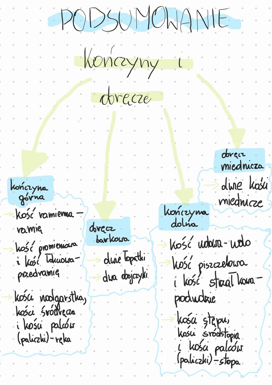 Szkielet kończyny
GORNEJ
Chości obręczy
barkowej
kość ramienna
kość promieniowa
kość łokciowa
kości śródręcza kości nadgarstka
kości palców