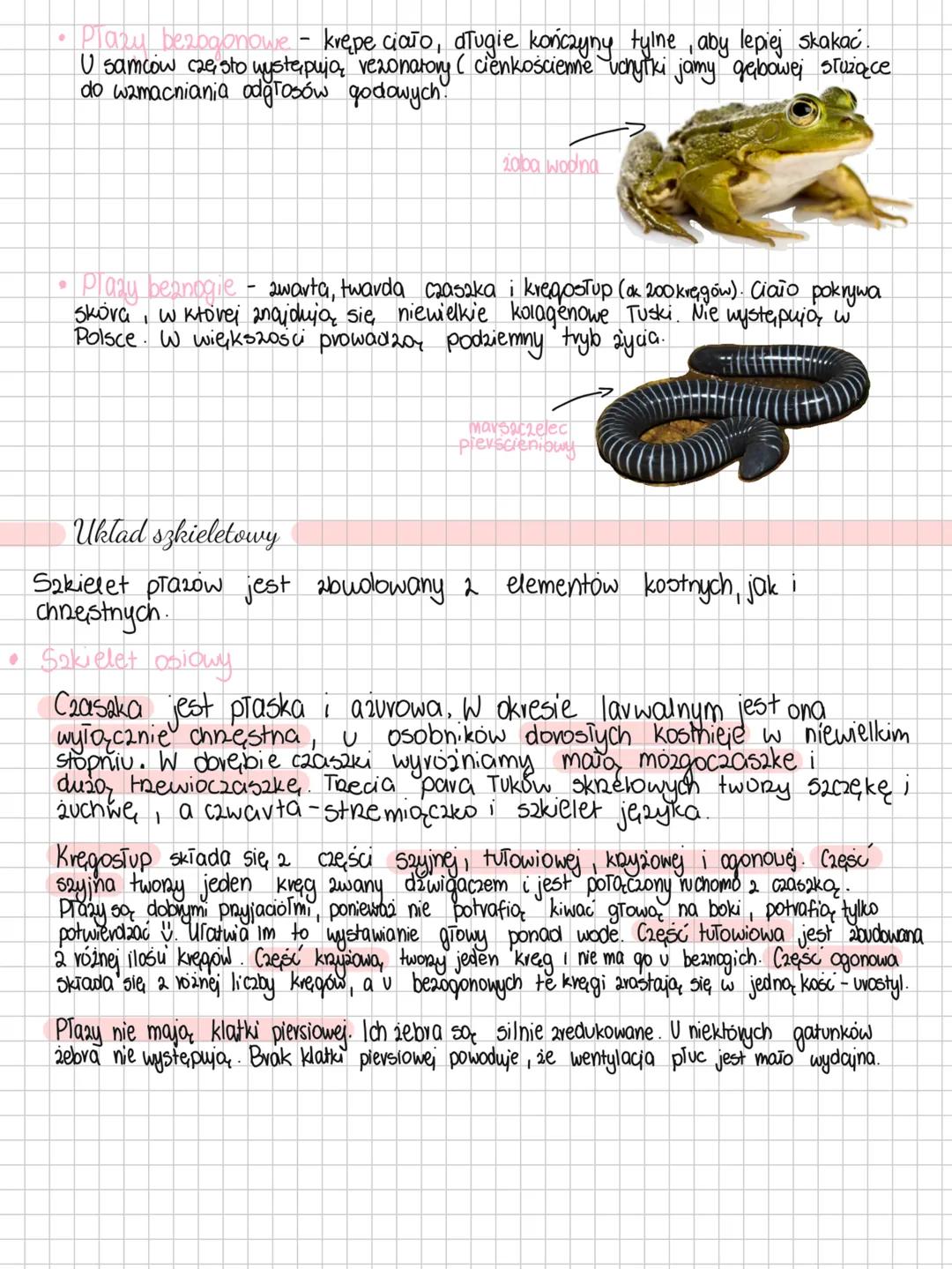 --- OCR Start ---
Plazy
Plazy to zwierzęta zmiennocieplne prowadzące ziemno-wodny tryb życia.
Niby już żyją na powierzchni ziemi, ale jedna