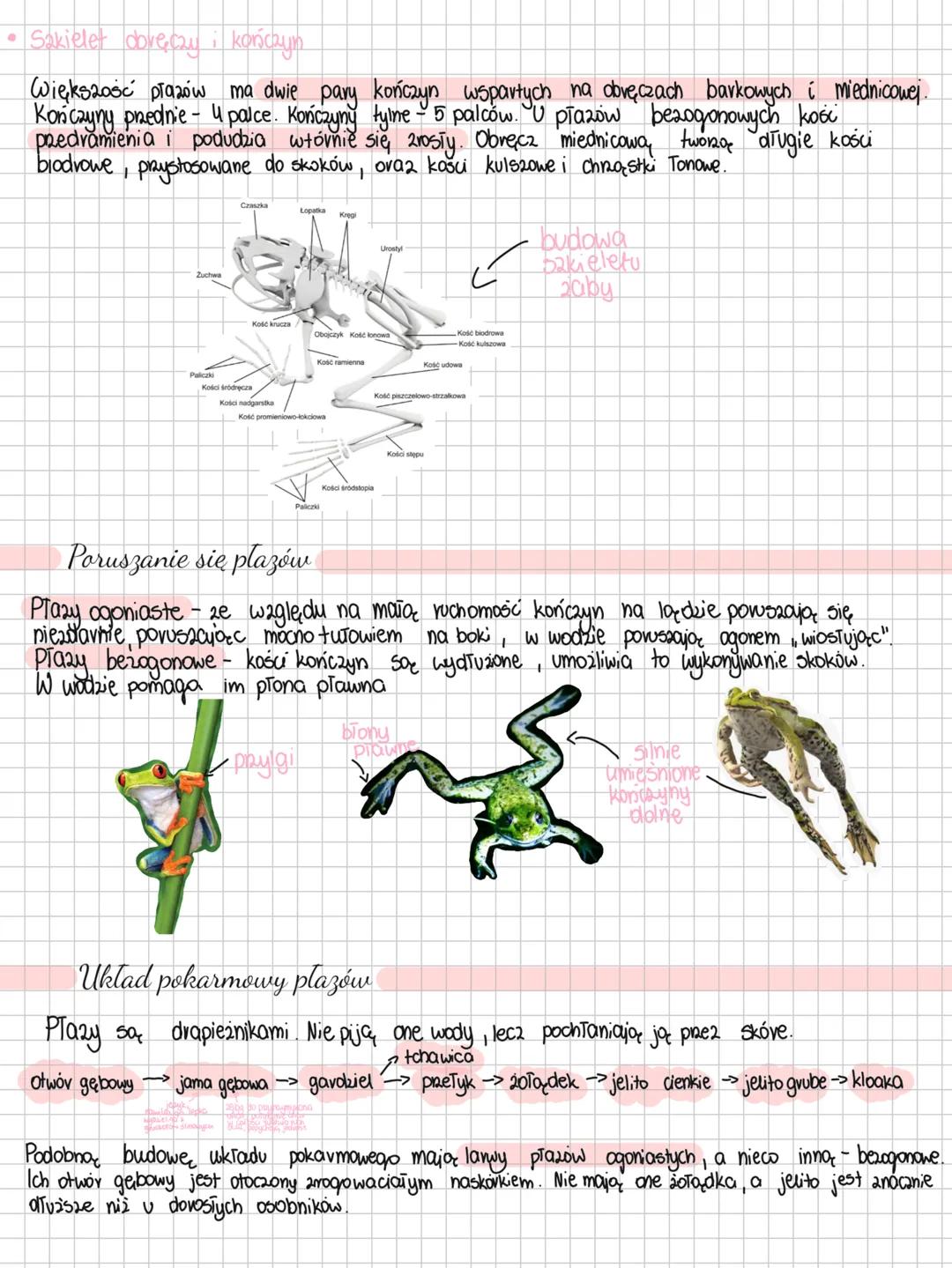 --- OCR Start ---
Plazy
Plazy to zwierzęta zmiennocieplne prowadzące ziemno-wodny tryb życia.
Niby już żyją na powierzchni ziemi, ale jedna