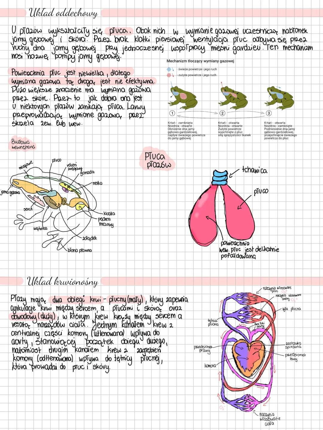 --- OCR Start ---
Plazy
Plazy to zwierzęta zmiennocieplne prowadzące ziemno-wodny tryb życia.
Niby już żyją na powierzchni ziemi, ale jedna