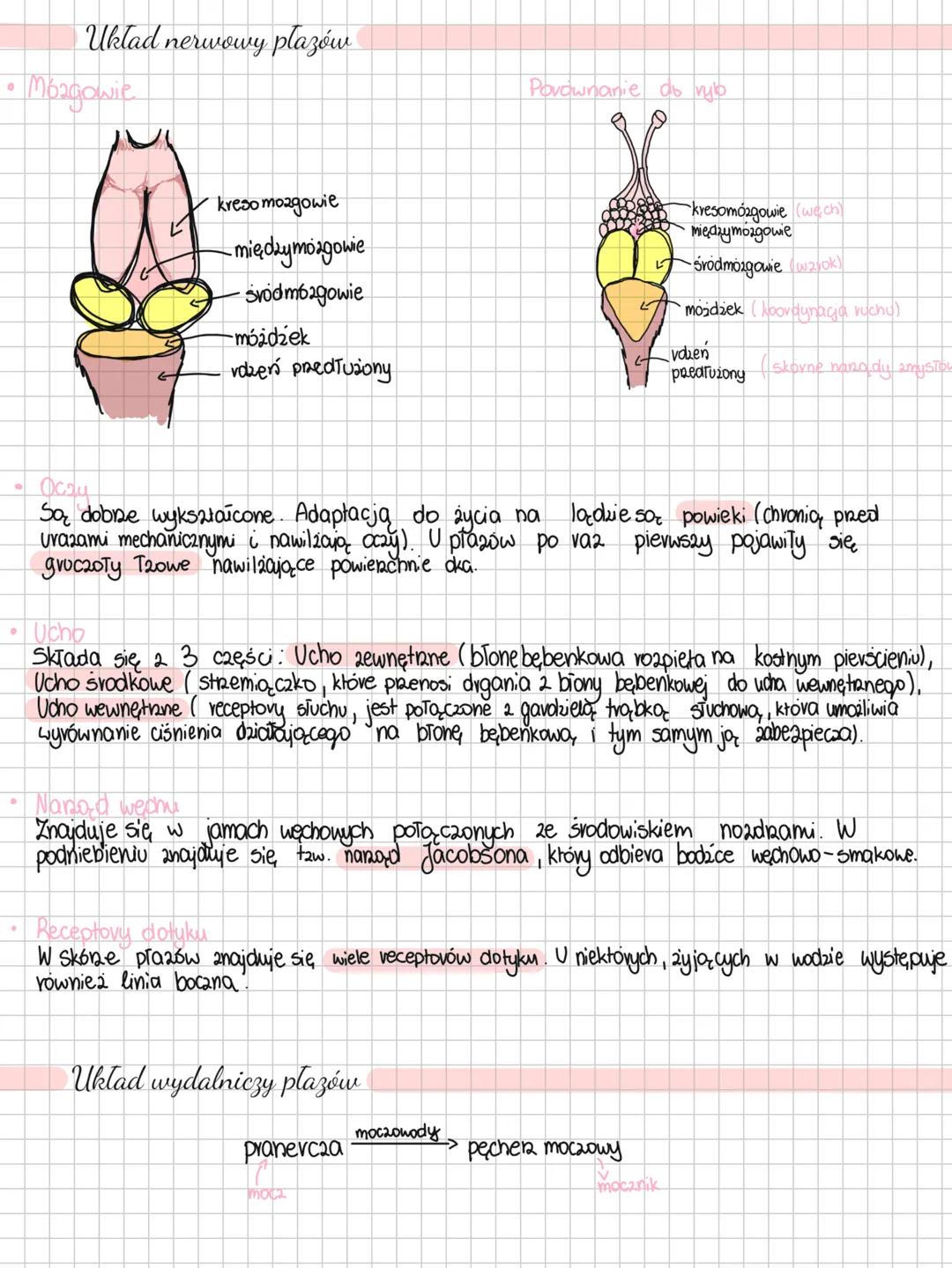 --- OCR Start ---
Plazy
Plazy to zwierzęta zmiennocieplne prowadzące ziemno-wodny tryb życia.
Niby już żyją na powierzchni ziemi, ale jedna