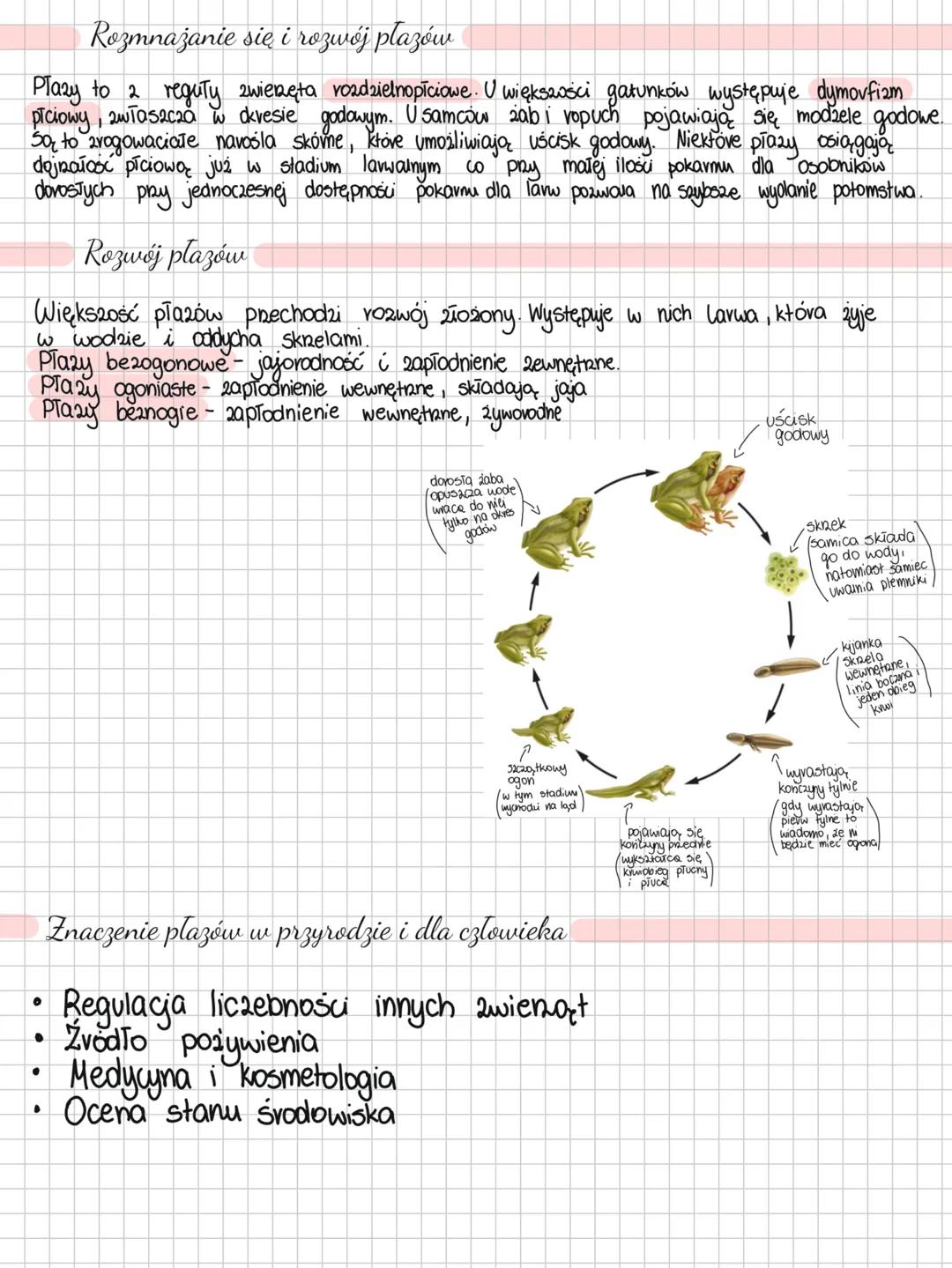 --- OCR Start ---
Plazy
Plazy to zwierzęta zmiennocieplne prowadzące ziemno-wodny tryb życia.
Niby już żyją na powierzchni ziemi, ale jedna