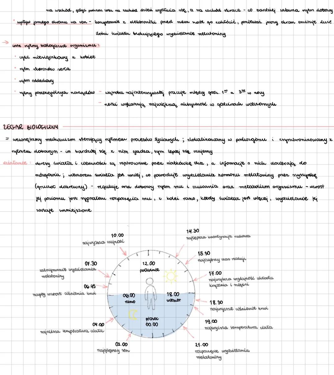 # CZŁOWIEK
## miejsce człowieka w systemie klasyfikacji organizmów
| TAKSON | CHARAKTERYSTYKA |
|---|---| 
| królestwo : zwierzęta | organ