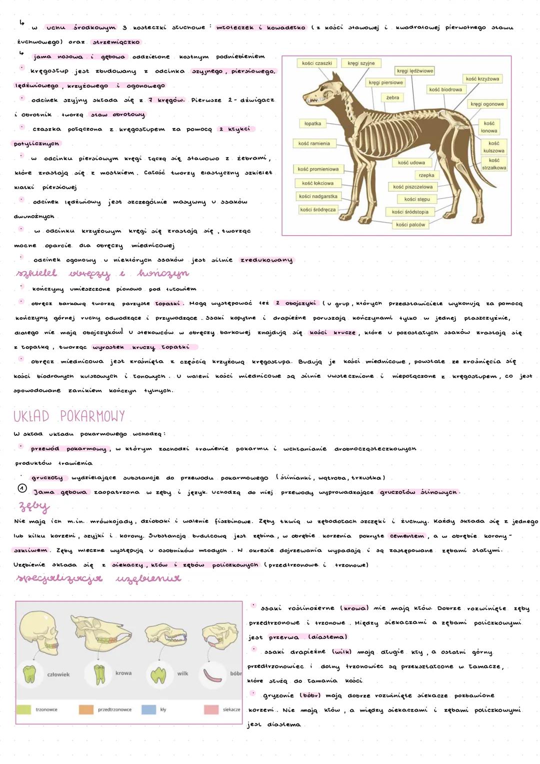 ---
ssaki
Ssaki są zwierzętami statocieplnymi, dzięki czemu
znacznie się od temp. otoczenia. Współcześnie
dzielimy je na prassaki, ssaki niż