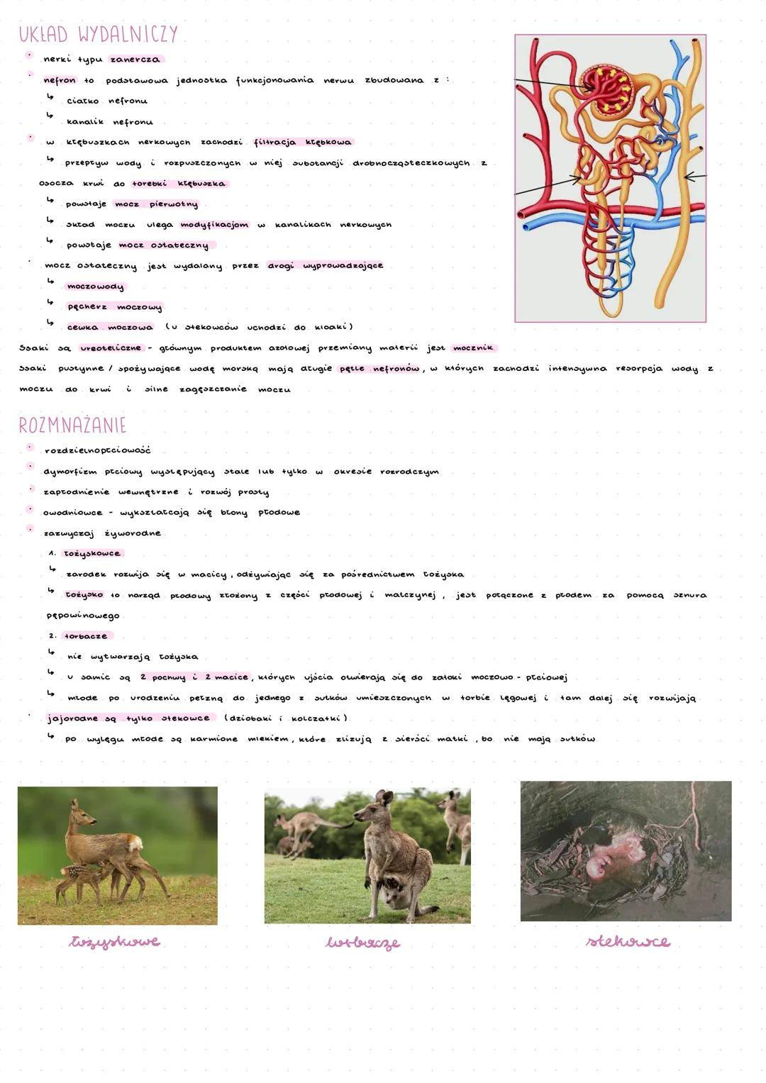 ---
ssaki
Ssaki są zwierzętami statocieplnymi, dzięki czemu
znacznie się od temp. otoczenia. Współcześnie
dzielimy je na prassaki, ssaki niż