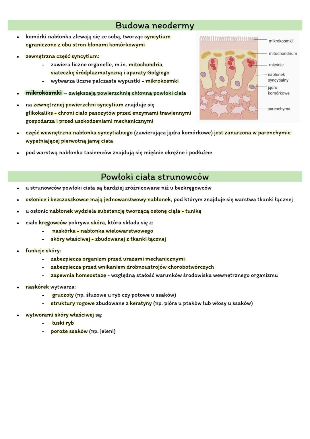 Układ powłokowy u zwierząt.
powłoka ciała - stanowi zewnętrzną warstwę organizmu zwierzęcia; oddziela tkanki i narządy wewnętrzne
od otoczen