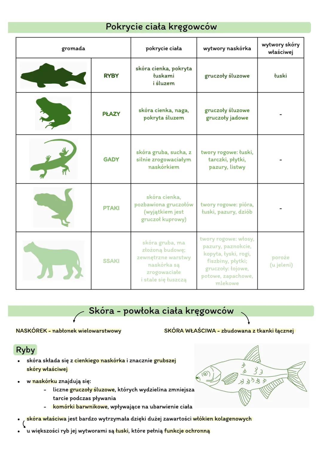 Układ powłokowy u zwierząt.
powłoka ciała - stanowi zewnętrzną warstwę organizmu zwierzęcia; oddziela tkanki i narządy wewnętrzne
od otoczen