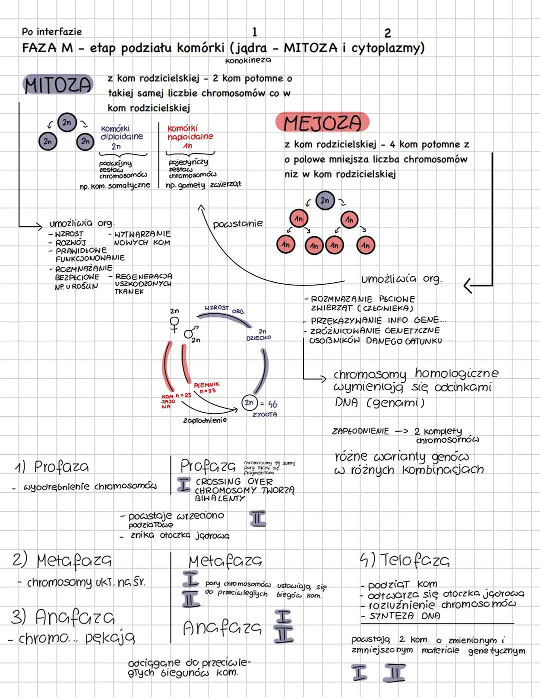 --- OCR Start ---
Mejoza
PROCES
2-ETAPOWY
ΖΛ Κ.Μ.
POWSTAJĄ
4 K. POTOMNE
2N
KOMÓRKA
MACIERZYS
TA
są zmienione
i zmniejszone
o połowe
materiał