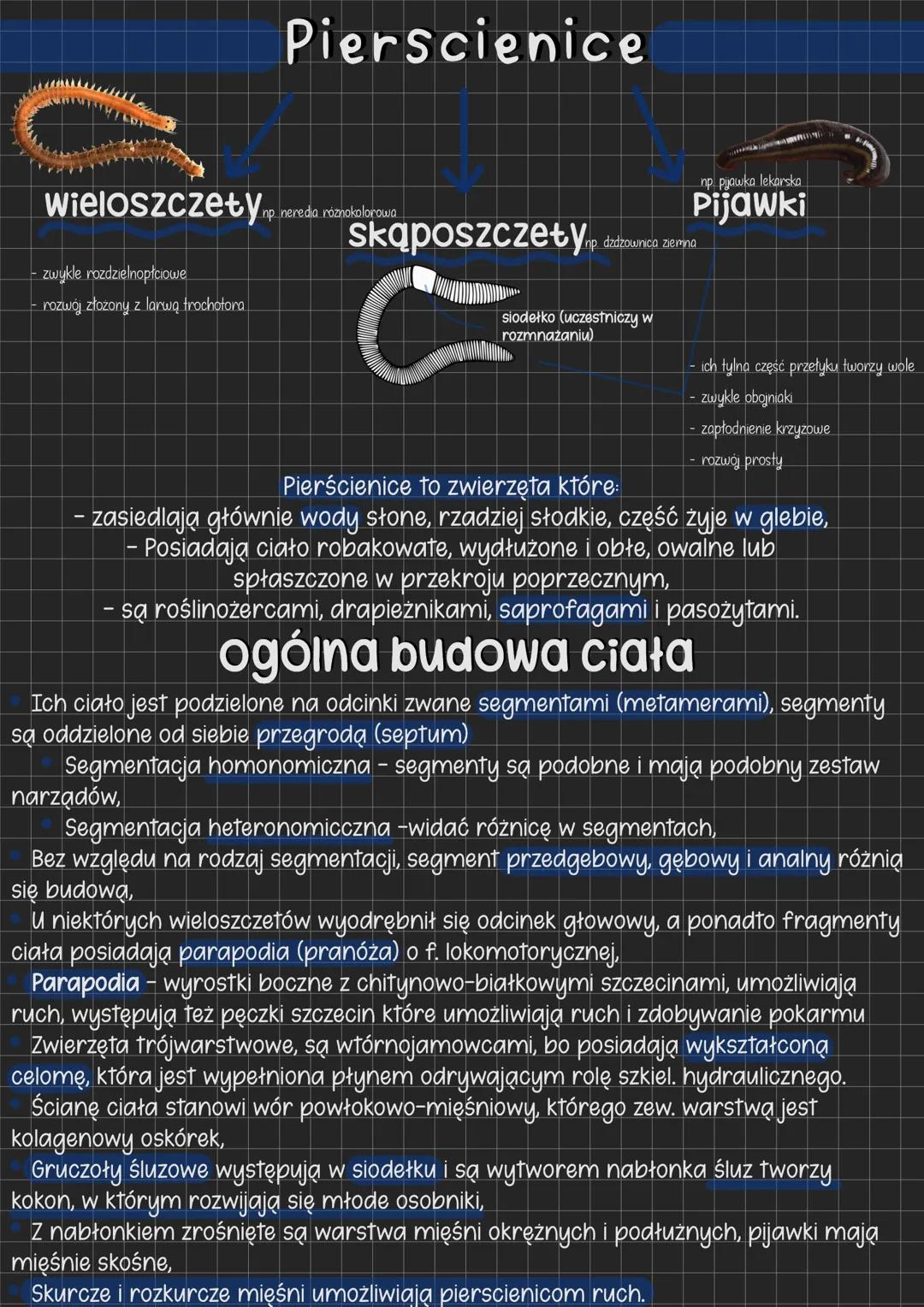 Pierscienice
Wieloszczety np. nereda róznokolorowa
zwykle rozdzielnopłciowe
rozwój złożony z larwą trochotora
np pijawka lekarska
Pijawki
sk