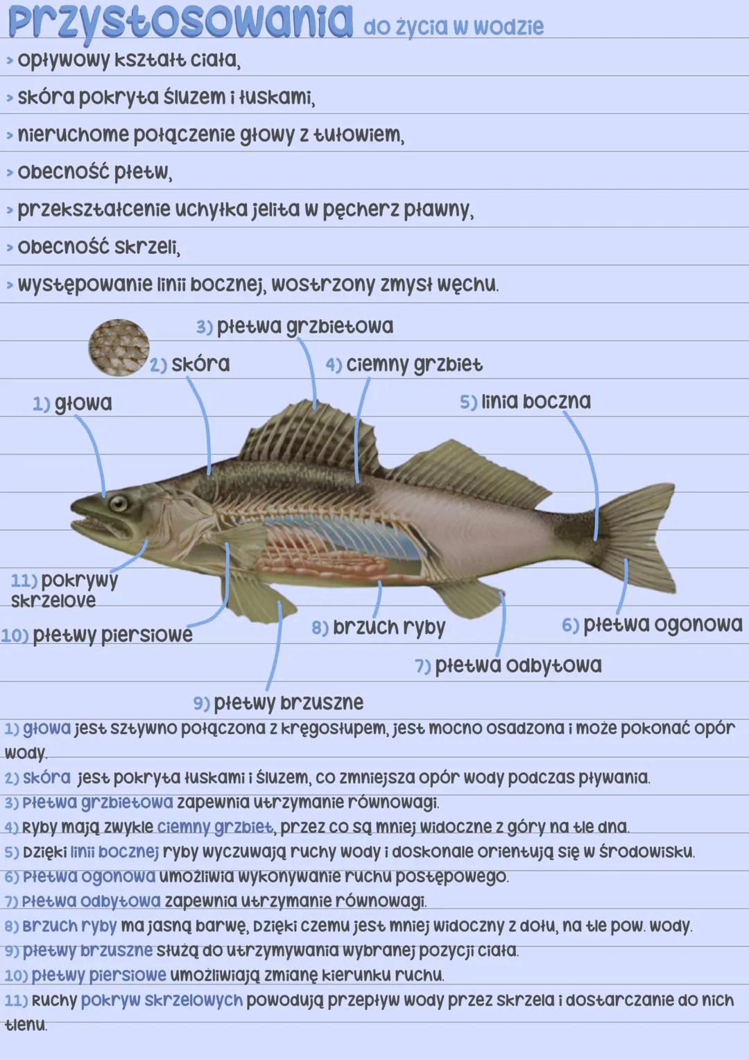 Podział ryb
Ryby
⚫ chrzęstnoszkieletowe • Promieniopłetwe
rekin
spodouste
płoć
• Mięśniopłetwe
płaszczka
latimeria
chimera zrosłogłowe
pstrą