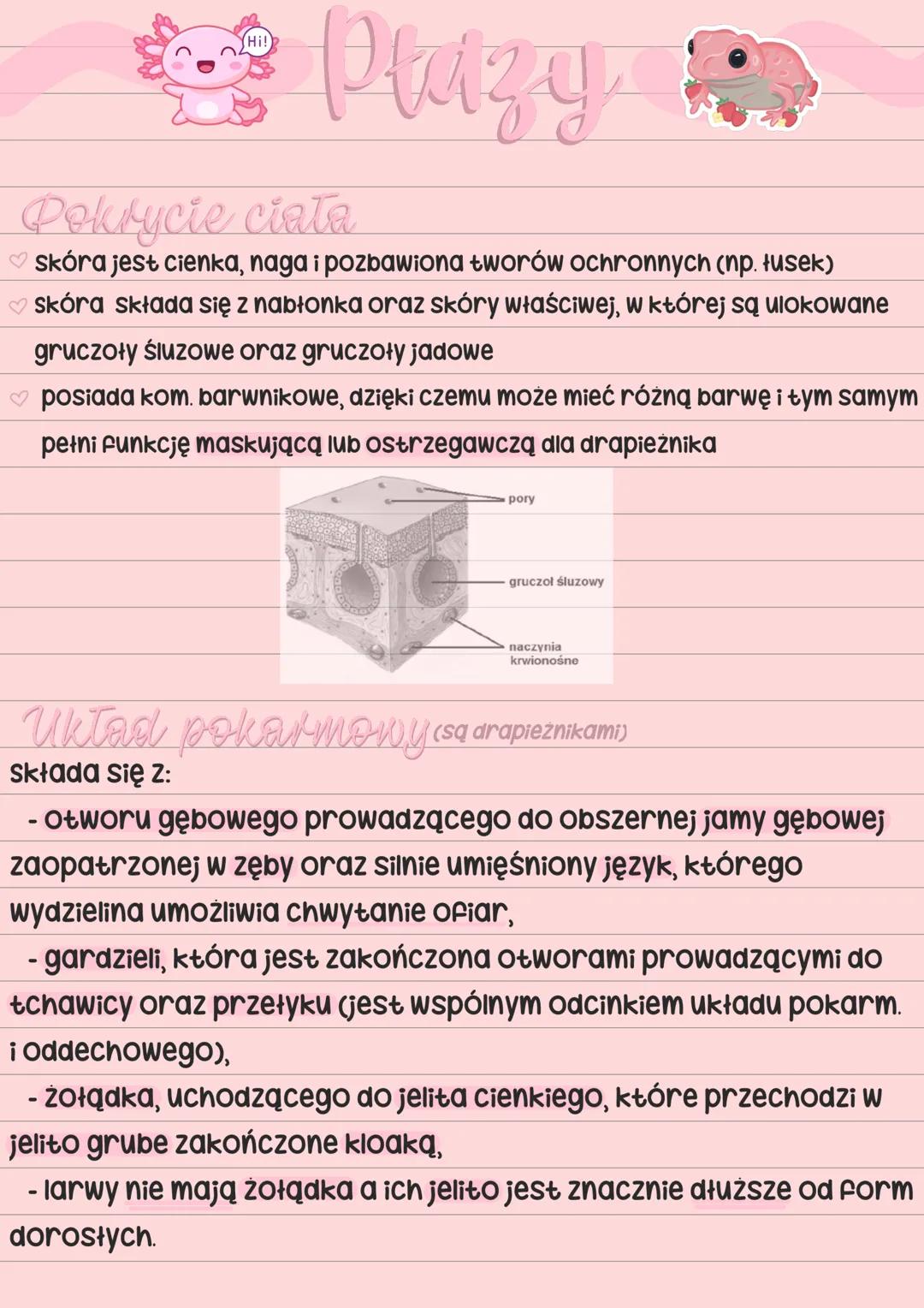 Hi!
Plazy
Pokrycie ciata
✔skóra jest cienka, naga i pozbawiona tworów ochronnych (np. łusek)
✔skóra składa się z nabłonka oraz skóry właściw