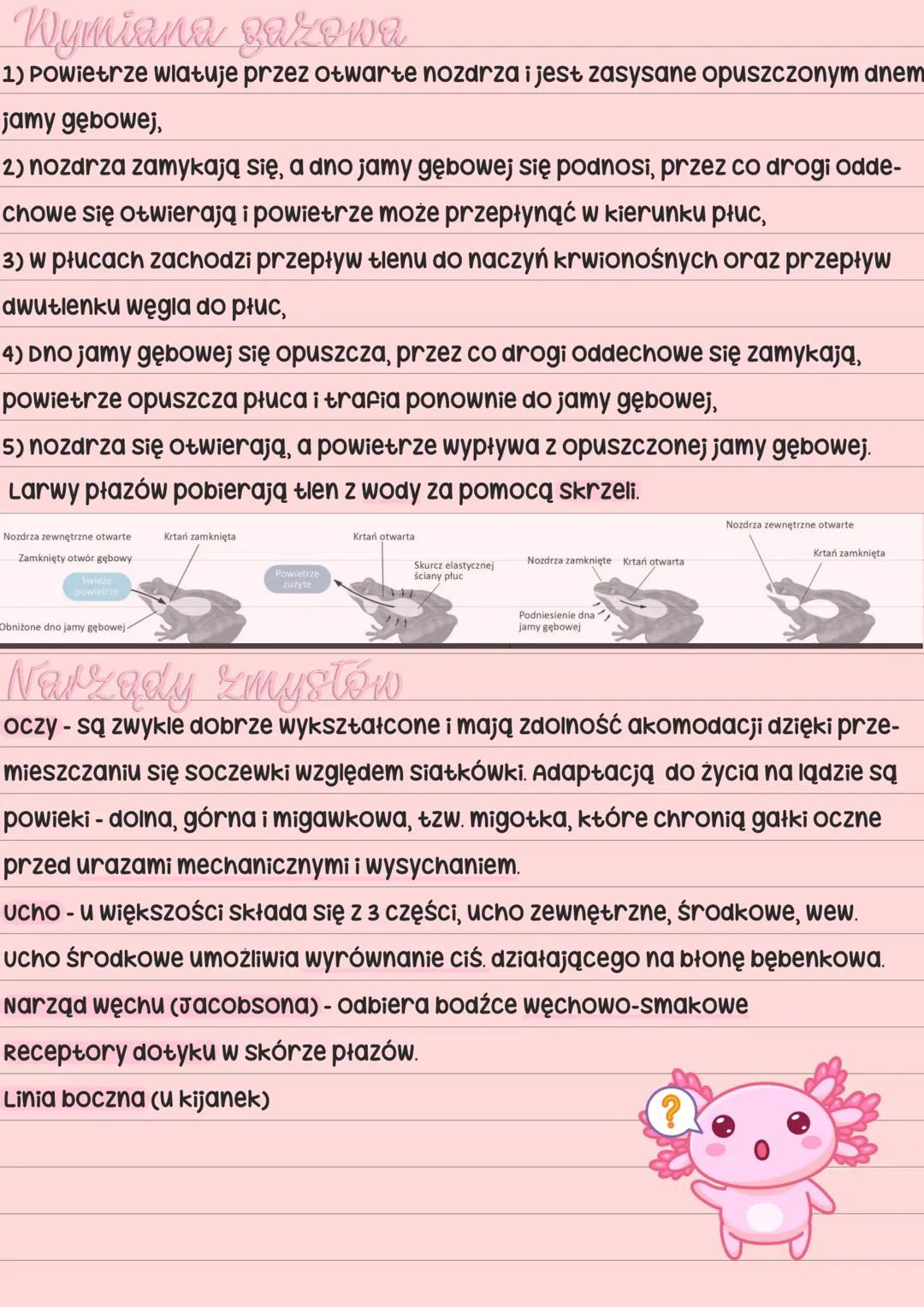 Hi!
Plazy
Pokrycie ciata
✔skóra jest cienka, naga i pozbawiona tworów ochronnych (np. łusek)
✔skóra składa się z nabłonka oraz skóry właściw