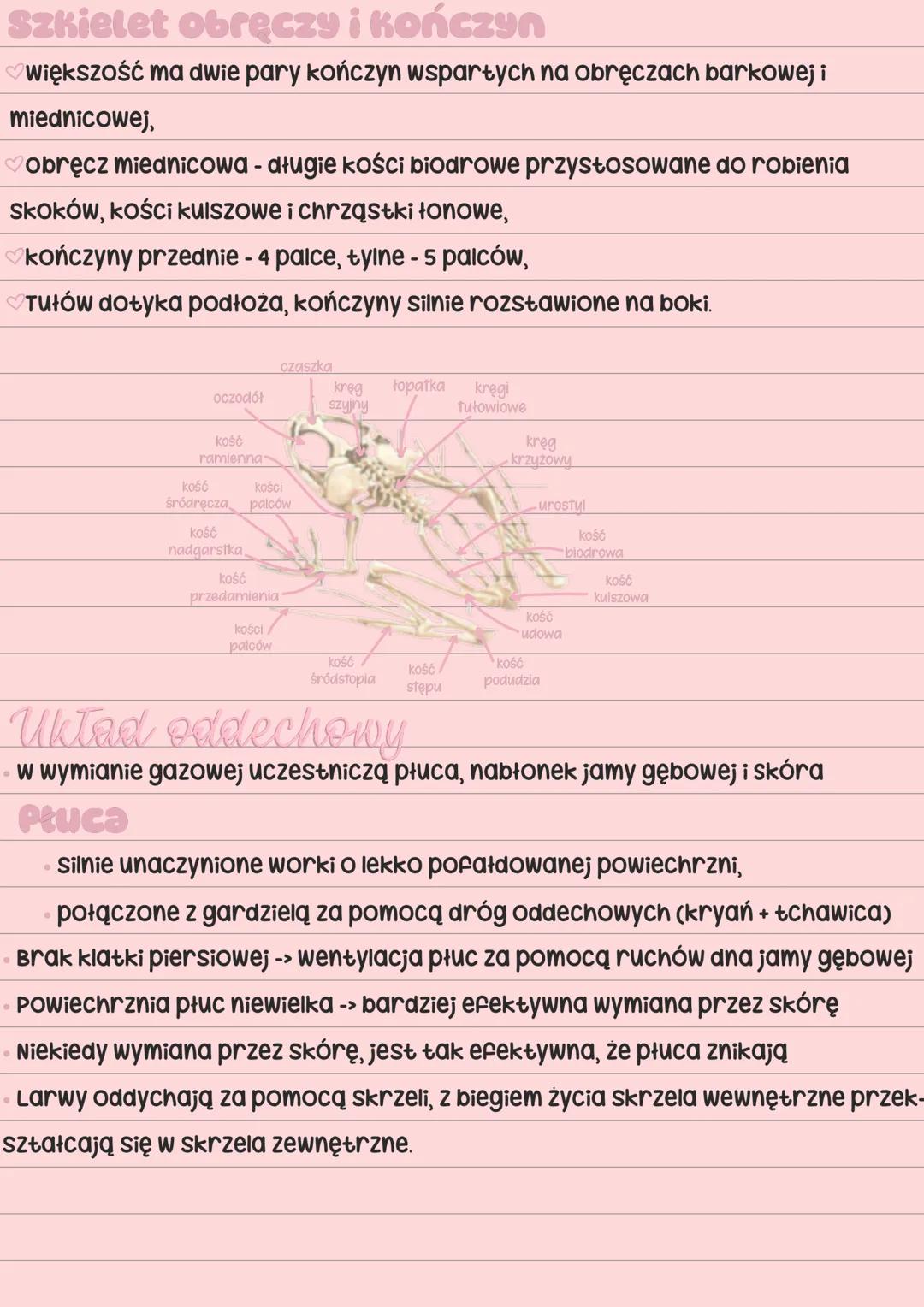 Hi!
Plazy
Pokrycie ciata
✔skóra jest cienka, naga i pozbawiona tworów ochronnych (np. łusek)
✔skóra składa się z nabłonka oraz skóry właściw